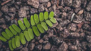 Preview wallpaper leaf, stone, surface