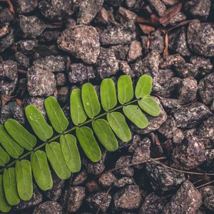 Preview wallpaper leaf, stone, surface
