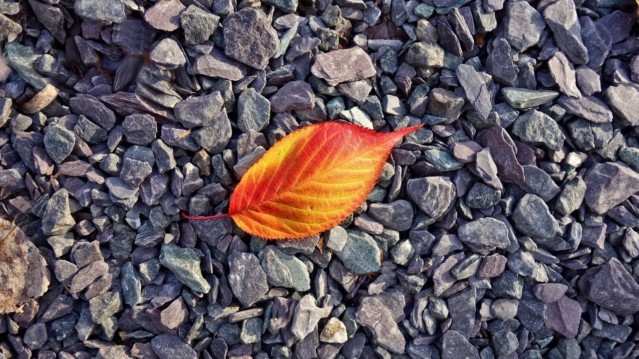 Wallpaper leaf, stones, autumn