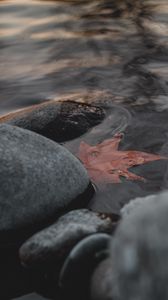 Preview wallpaper leaf, stones, water, macro