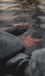 Preview wallpaper leaf, stones, water, macro