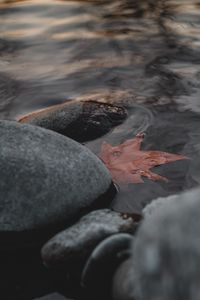 Preview wallpaper leaf, stones, water, macro