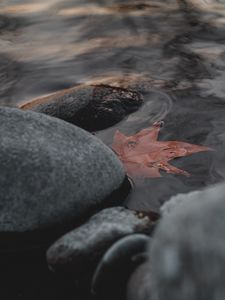 Preview wallpaper leaf, stones, water, macro