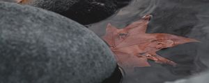 Preview wallpaper leaf, stones, water, macro