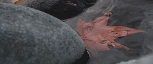 Preview wallpaper leaf, stones, water, macro
