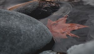 Preview wallpaper leaf, stones, water, macro