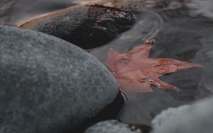 Preview wallpaper leaf, stones, water, macro