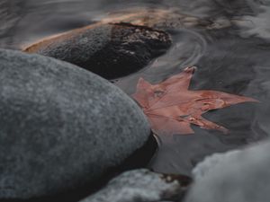 Preview wallpaper leaf, stones, water, macro