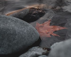 Preview wallpaper leaf, stones, water, macro