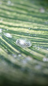 Preview wallpaper leaf, stripes, drops, wet, macro, green
