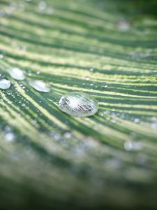 Preview wallpaper leaf, stripes, drops, wet, macro, green
