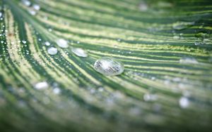 Preview wallpaper leaf, stripes, drops, wet, macro, green