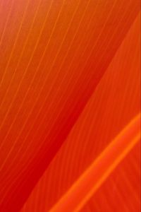 Preview wallpaper leaf, stripes, folds, orange, macro
