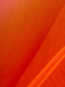 Preview wallpaper leaf, stripes, folds, orange, macro