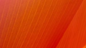 Preview wallpaper leaf, stripes, folds, orange, macro