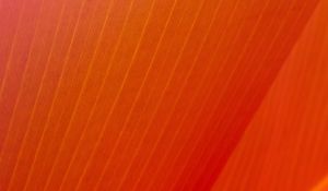 Preview wallpaper leaf, stripes, folds, orange, macro