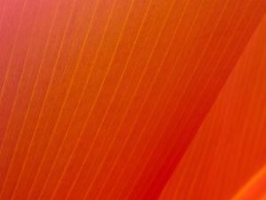 Preview wallpaper leaf, stripes, folds, orange, macro