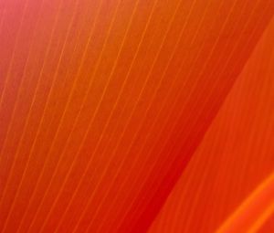 Preview wallpaper leaf, stripes, folds, orange, macro