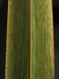 Preview wallpaper leaf, stripes, green, black background, macro