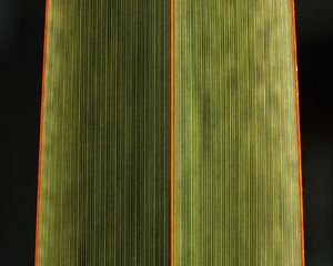 Preview wallpaper leaf, stripes, green, black background, macro