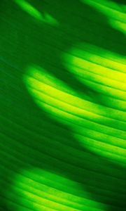 Preview wallpaper leaf, stripes, green, macro