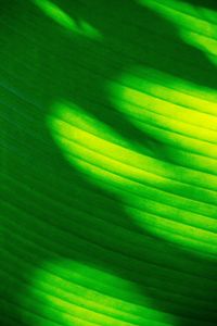 Preview wallpaper leaf, stripes, green, macro