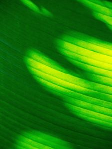 Preview wallpaper leaf, stripes, green, macro