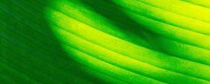 Preview wallpaper leaf, stripes, green, macro