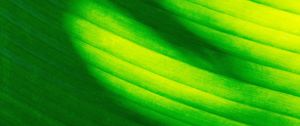 Preview wallpaper leaf, stripes, green, macro