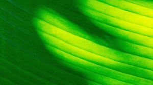 Preview wallpaper leaf, stripes, green, macro