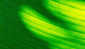 Preview wallpaper leaf, stripes, green, macro