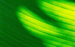 Preview wallpaper leaf, stripes, green, macro