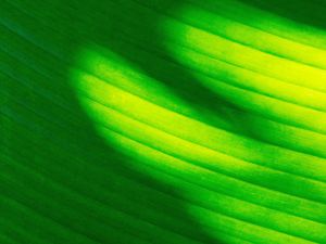 Preview wallpaper leaf, stripes, green, macro