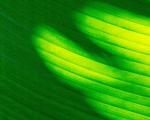 Preview wallpaper leaf, stripes, green, macro