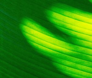 Preview wallpaper leaf, stripes, green, macro