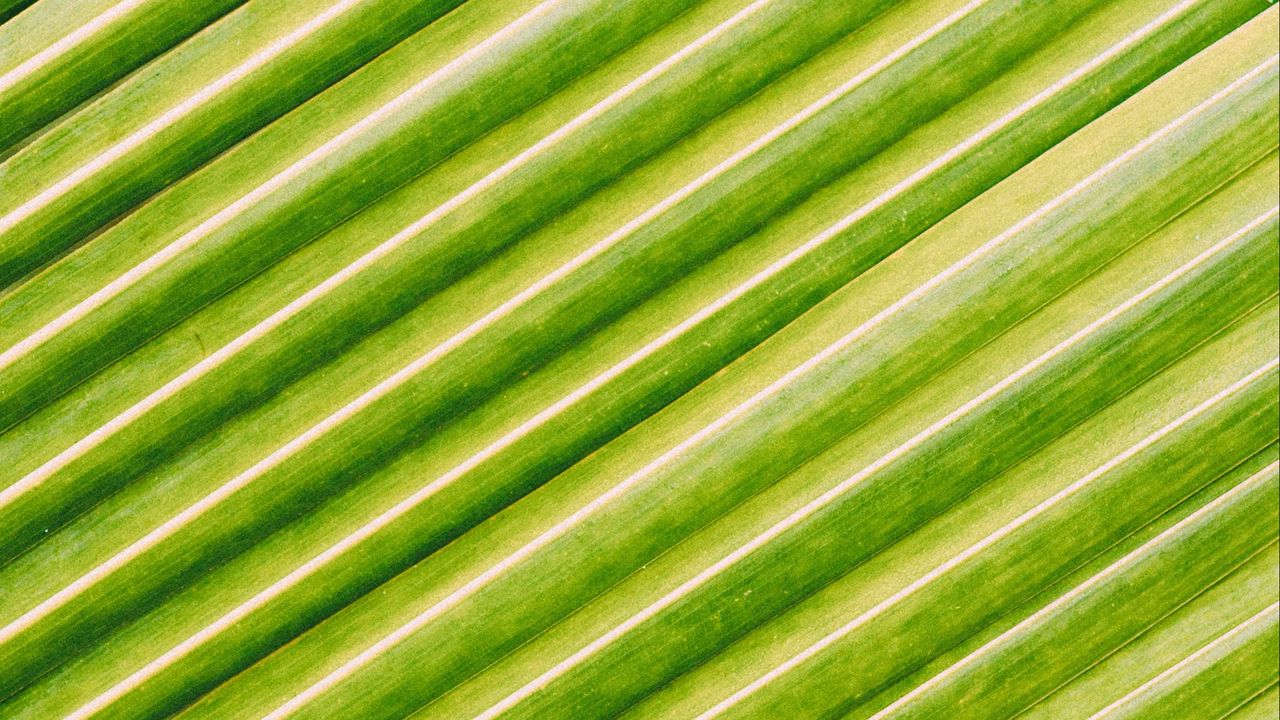 Wallpaper leaf, stripes, macro, green, surface