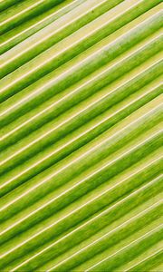 Preview wallpaper leaf, stripes, macro, green, surface