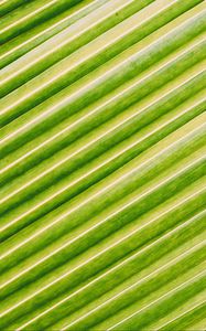 Preview wallpaper leaf, stripes, macro, green, surface