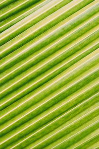 Preview wallpaper leaf, stripes, macro, green, surface