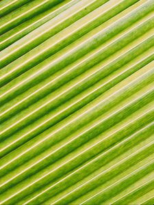 Preview wallpaper leaf, stripes, macro, green, surface