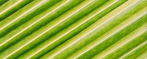 Preview wallpaper leaf, stripes, macro, green, surface