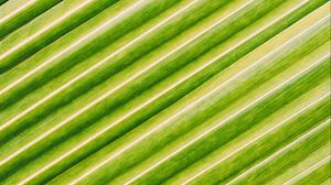 Preview wallpaper leaf, stripes, macro, green, surface