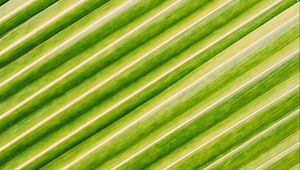 Preview wallpaper leaf, stripes, macro, green, surface