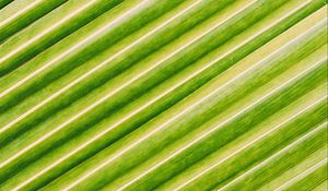 Preview wallpaper leaf, stripes, macro, green, surface