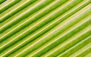 Preview wallpaper leaf, stripes, macro, green, surface