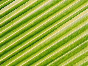 Preview wallpaper leaf, stripes, macro, green, surface