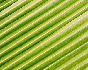 Preview wallpaper leaf, stripes, macro, green, surface