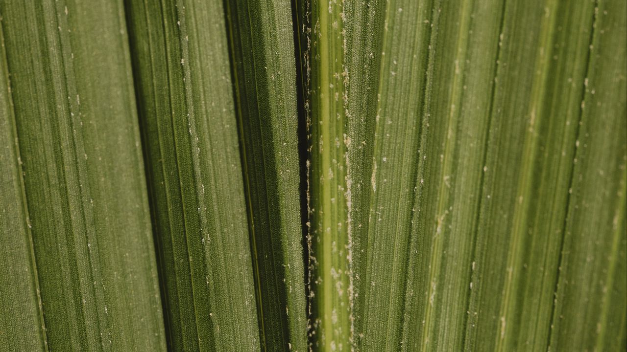 Wallpaper leaf, stripes, macro, green