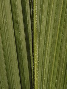 Preview wallpaper leaf, stripes, macro, green