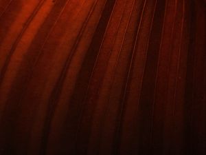 Preview wallpaper leaf, stripes, macro, brown, dark